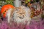 German Longhair tomcat
