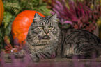 German Longhair tomcat