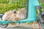 German Longhair