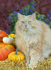 German Longhair