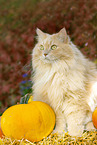 German Longhair