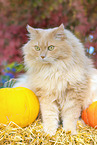 German Longhair