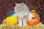 German Longhair