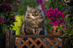 German Longhair tomcat