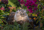 female German Longhair