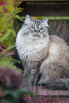 female German Longhair