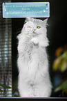 white German Longhair