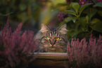 German Longhair tomcat