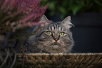 German Longhair tomcat