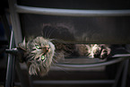 female German Longhair