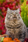 German Longhair tomcat