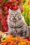 German Longhair tomcat