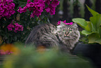 female German Longhair