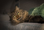 female German Longhair