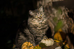 female German Longhair