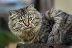 female German Longhair