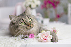 female German Longhair