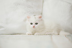 German Longhair kitten