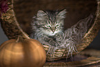 German Longhair Kitten