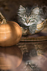 German Longhair Kitten