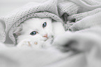 German Longhair kitten