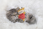 German Longhair Kitten