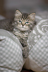 German Longhair Kitten
