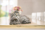 German Longhair Kitten