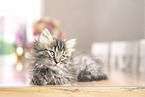 German Longhair Kitten