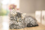 German Longhair Kitten