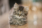 German Longhair Kitten