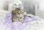 German Longhair Kitten