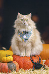 German Longhair