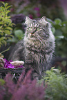 German Longhair