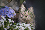 German Longhair