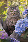 German Longhair