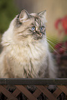 German Longhair