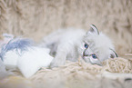 German Longhair