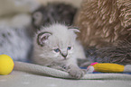 German Longhair