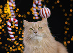 German Longhair