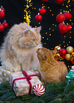 2 cats