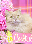 German Longhair