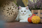 German Longhair Kitten