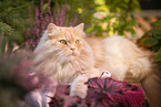 German Longhair