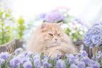 German Longhair