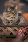 German Longhair