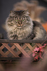 German Longhair