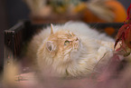 German Longhair