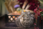 German Longhair