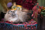 German Longhair